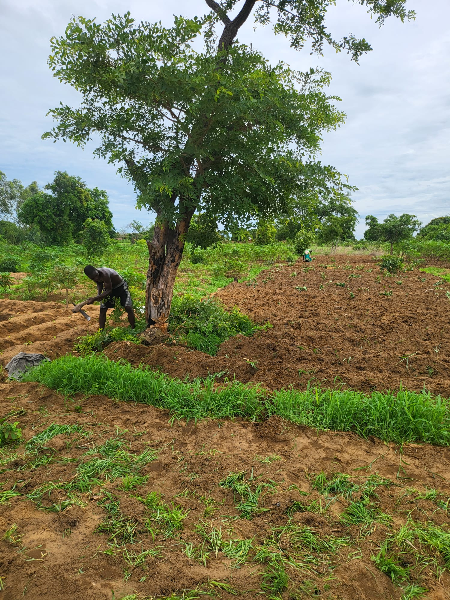 Site Clearing and Preparation Signal Construction Readiness